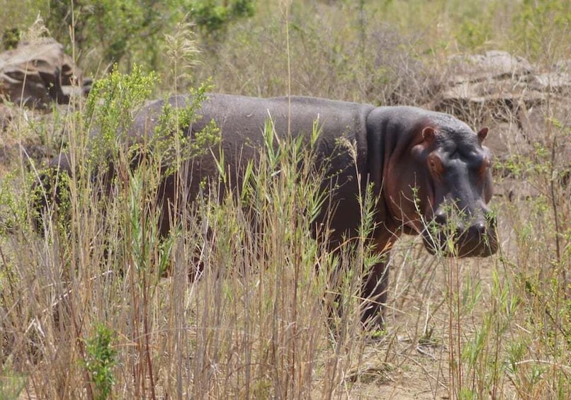 Picture 5 for Activity Kruger Park Safari from Maputo