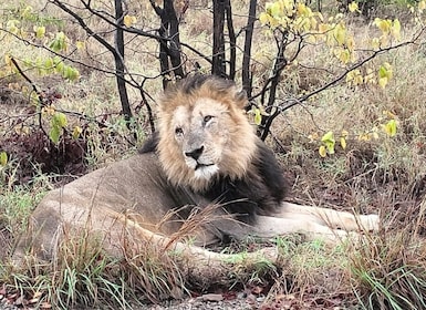 Kruger Park Safari from Maputo
