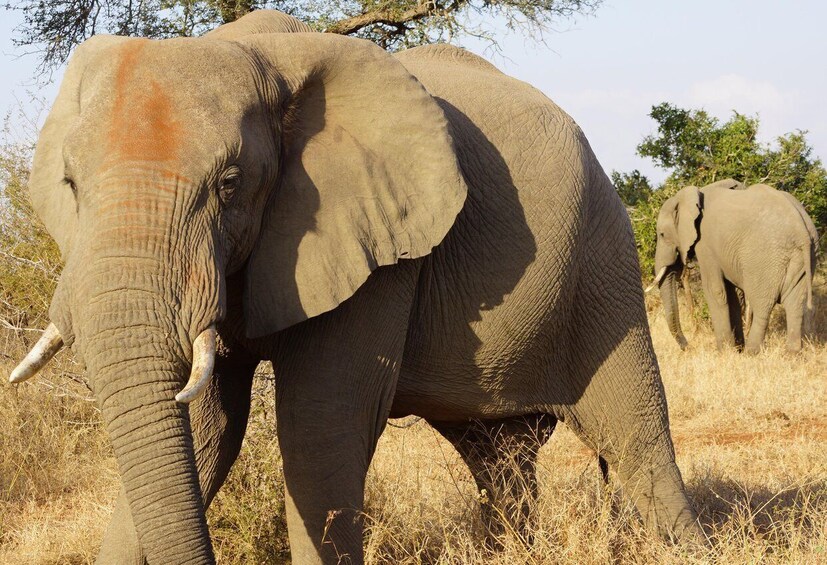 Picture 3 for Activity Kruger Park Safari from Maputo