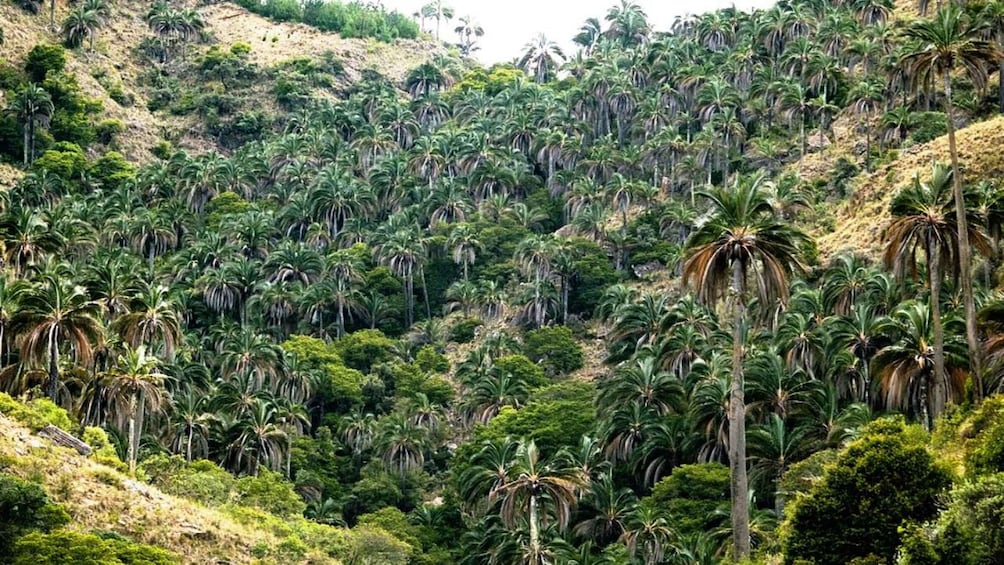 Picture 2 for Activity Sucre: 1 Day Tour El Palmar National Park & Yampara Villages