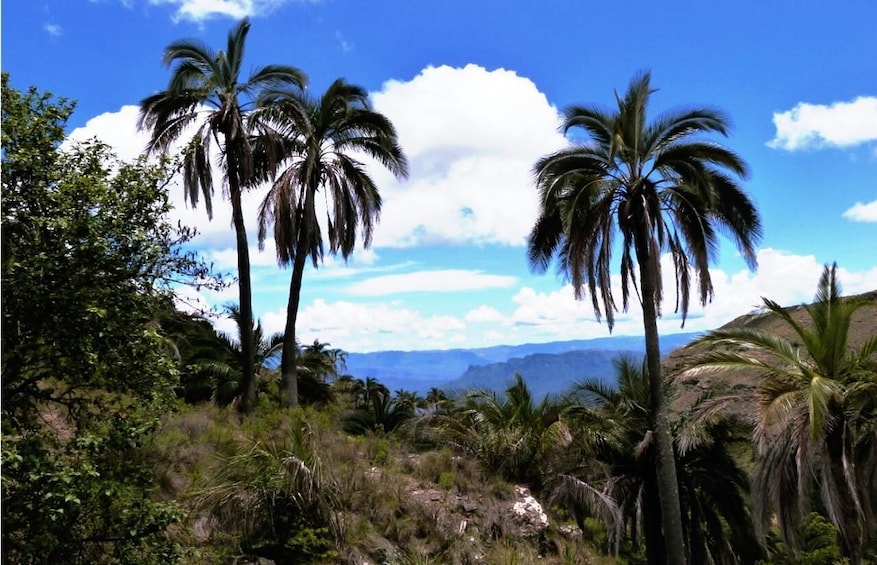 Picture 3 for Activity Sucre: 1 Day Tour El Palmar National Park & Yampara Villages