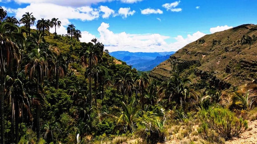 Sucre: 1 Day Tour El Palmar National Park & Yampara Villages
