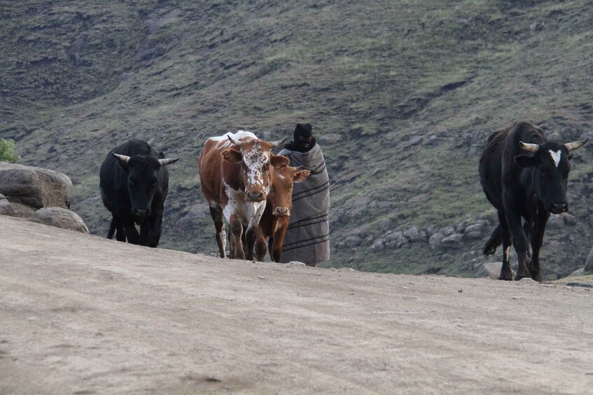 Picture 4 for Activity 2 Day Eastern Lesotho Village Experience