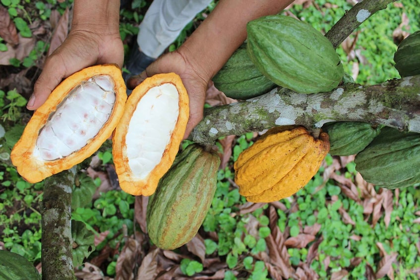 Picture 9 for Activity 3 Days Discover The Ecuadorian Amazon (Tour From Quito)