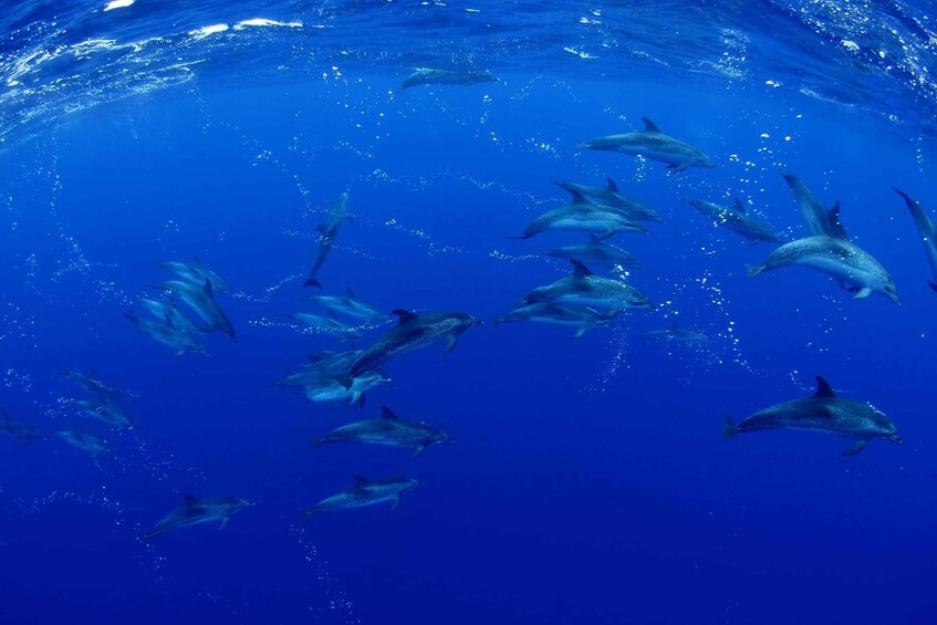 Picture 14 for Activity From Playa San Juan: Whale Watching, Gigantes, and Masca Bay