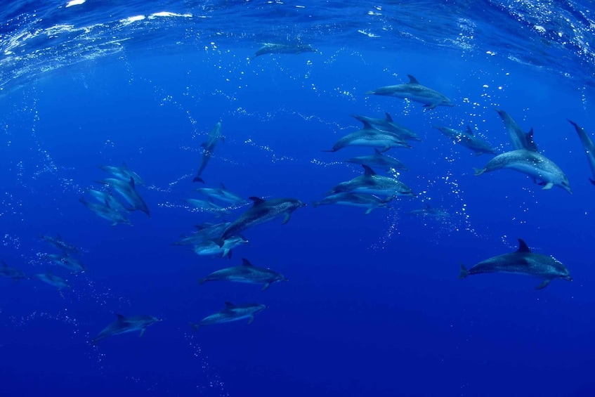 Picture 14 for Activity From Playa San Juan: Whale Watching, Gigantes, and Masca Bay
