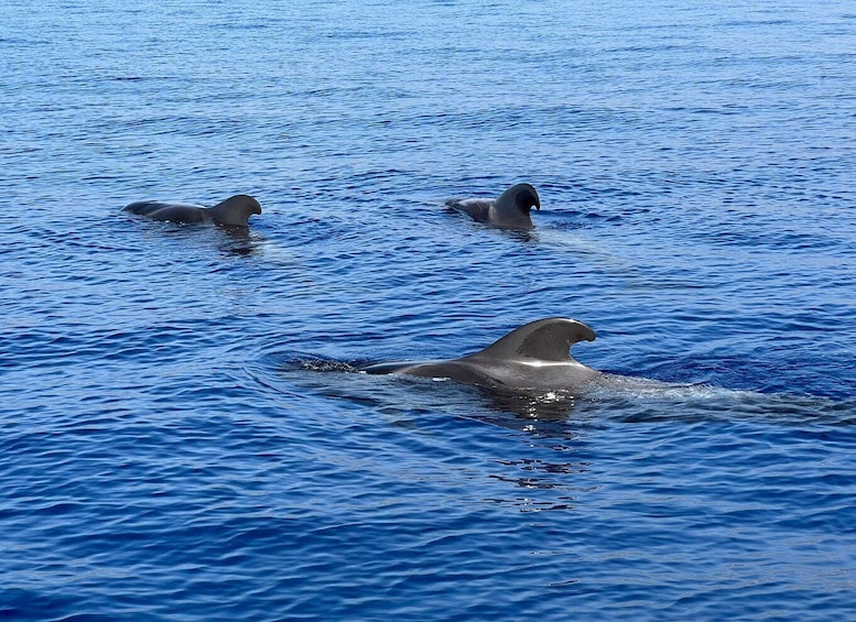 Picture 2 for Activity From Playa San Juan: Whale Watching, Gigantes, and Masca Bay