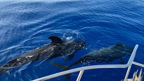 Vanuit Playa San Juan: Walvissen kijken, Gigantes en Masca baai