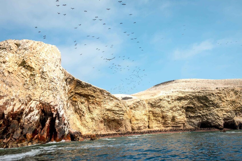 Picture 6 for Activity Half day tour: Ballestas Islands & Paracas Natural Reserve