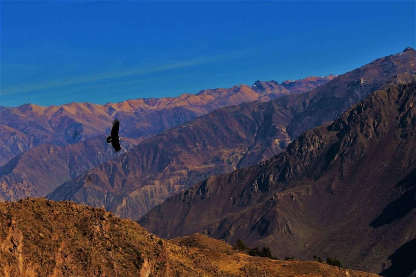 Picture 3 for Activity From Puno || 2-day Colca Canyon Tour ending in Arequipa ||