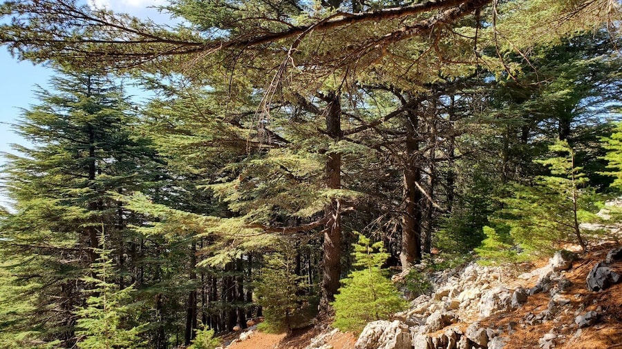 Cedars Shouf & Beiteddine w/pick-up, guide, entries+lunch