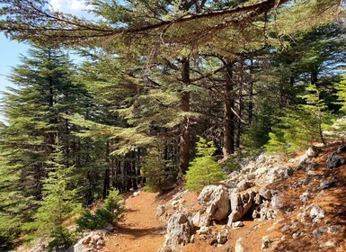 Cedars Shouf & Beiteddine con recogida, guía, entradas y almuerzo