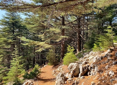 Cedars Shouf & Beiteddine m/henting, guide, innganger + lunsj