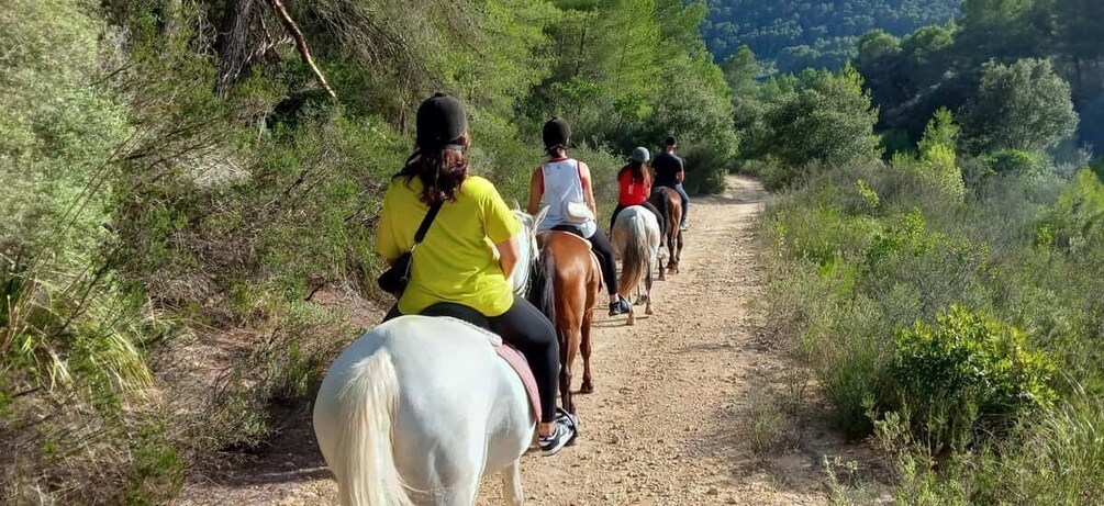 Picture 3 for Activity Mallorca: Activity, Antique Mallorca with Picnic