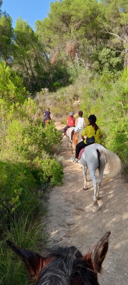 Picture 1 for Activity Mallorca: Activity, Antique Mallorca with Picnic