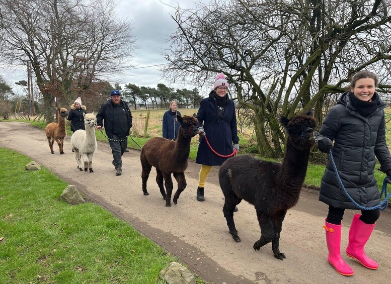 Picture 3 for Activity Loch Ness: Full day private tour with Alpaca Adventure