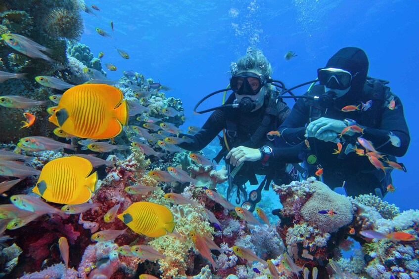 Picture 5 for Activity Sharm: Ras Mohamed Diving Boat Trip with Private Transfers