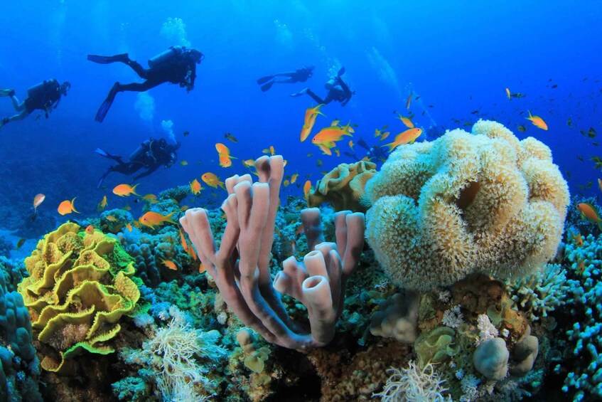 Picture 36 for Activity Sharm: Ras Mohamed Diving Boat Trip with Private Transfers