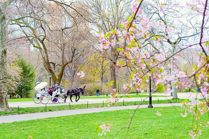 Picture 1 for Activity New York City: Horse and Carriage Rides in Central Park