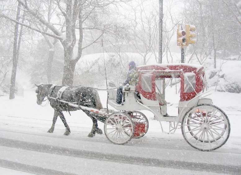 Picture 3 for Activity New York City: Horse and Carriage Rides in Central Park