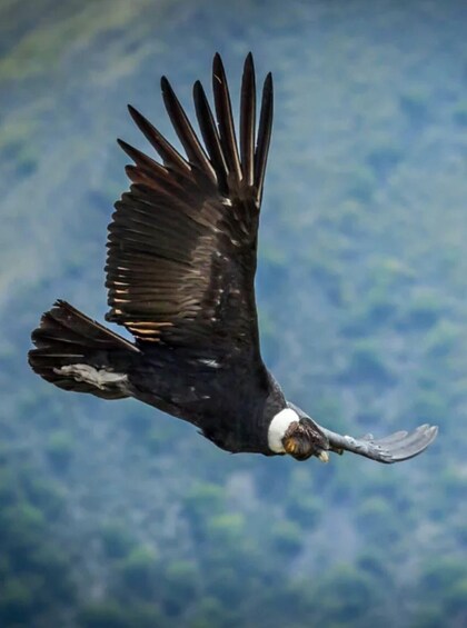 Picture 1 for Activity From Arequipa: Tour to Chivay & Colca Canyon