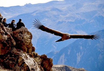 Depuis Arequipa : excursion vers Chivay et le Canyon de Colca