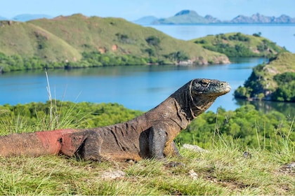 Komodo Island: Komodo Dragons & Islands Day Tour