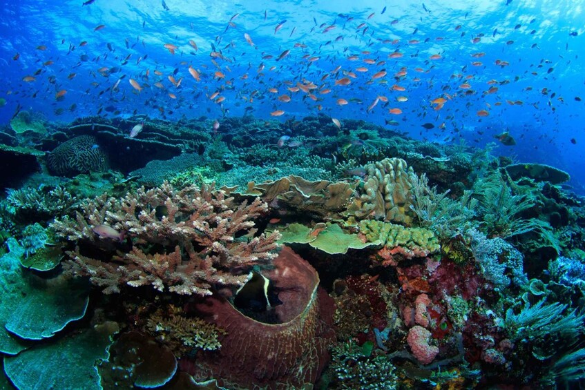 Picture 9 for Activity Komodo Island: Komodo Dragons & Islands Day Tour