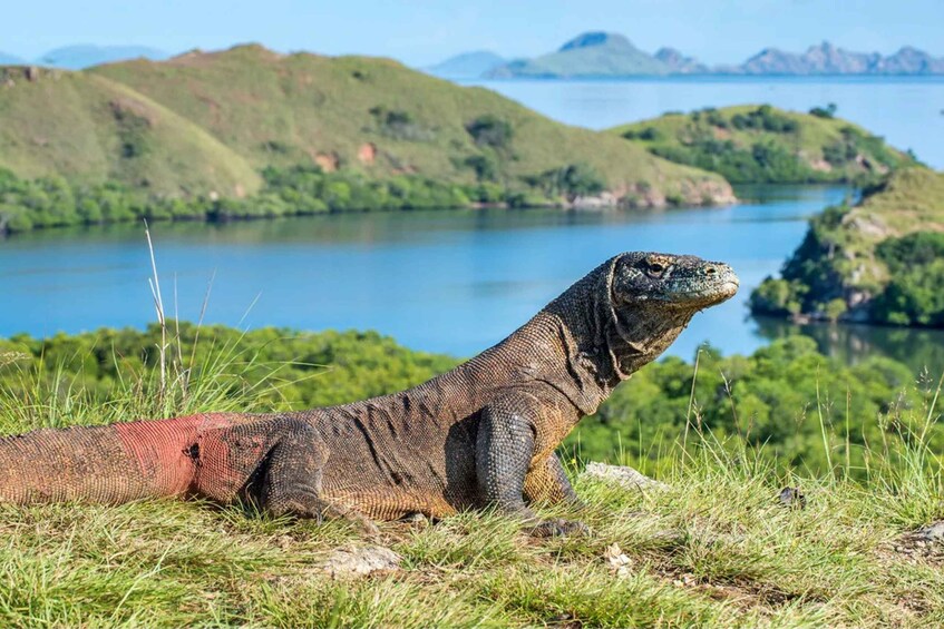 Komodo Island: Komodo Dragons & Islands Day Tour