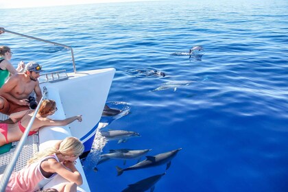 Funchal: excursión en autobús con paradas libres y en barco con ballenas y ...