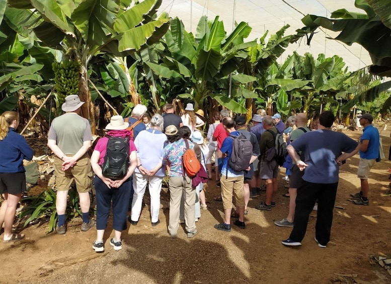 Picture 2 for Activity Tenerife: Finca Las Margaritas Banana Plantation Experience
