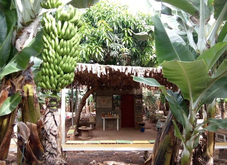 Picture 4 for Activity Tenerife: Finca Las Margaritas Banana Plantation Experience