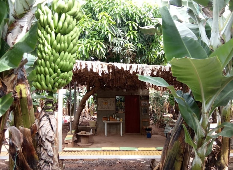 Picture 4 for Activity Tenerife: Finca Las Margaritas Banana Plantation Experience
