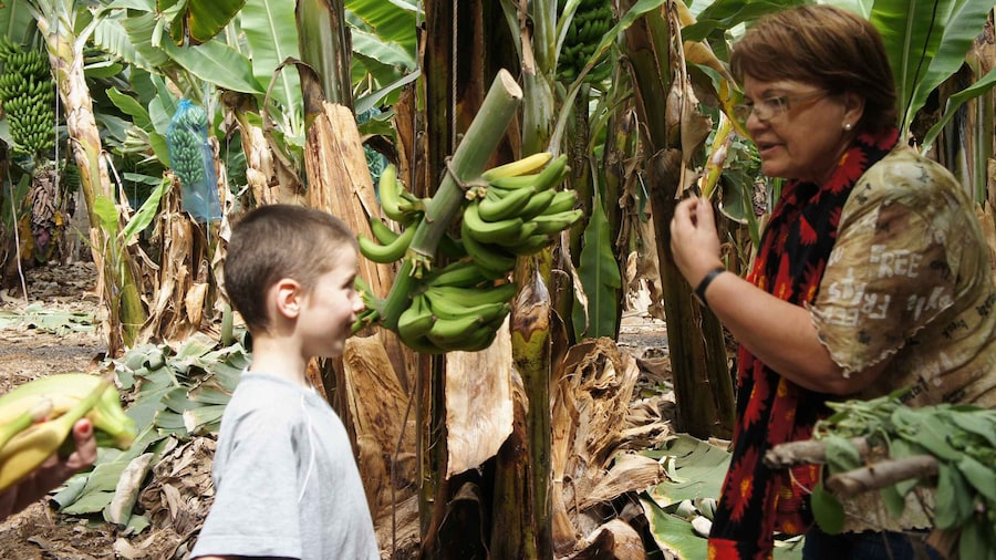 Tenerife: Finca Las Margaritas Banana Plantation Experience