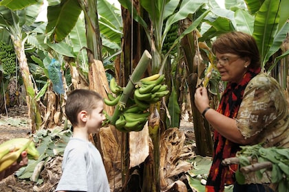 Tenerife: Finca Las Margaritas Banana Plantation Experience