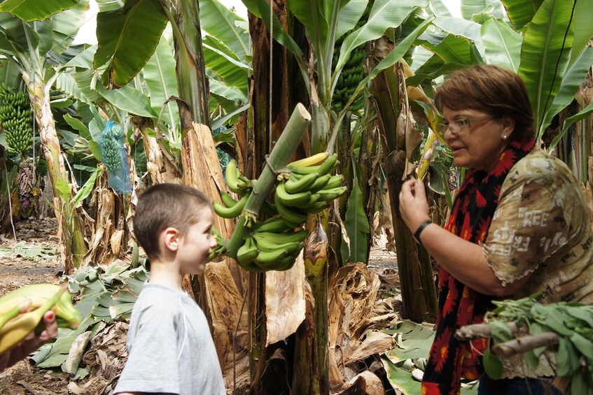 Tenerife: Finca Las Margaritas Banana Plantation Experience