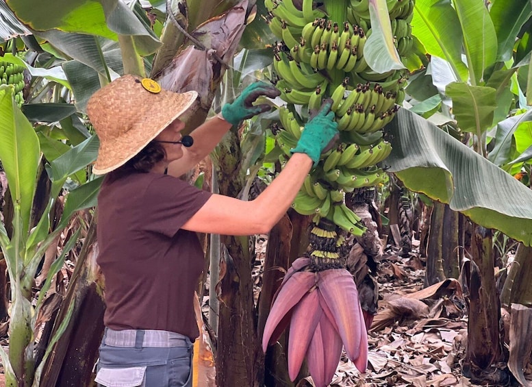 Picture 1 for Activity Tenerife: Finca Las Margaritas Banana Plantation Experience