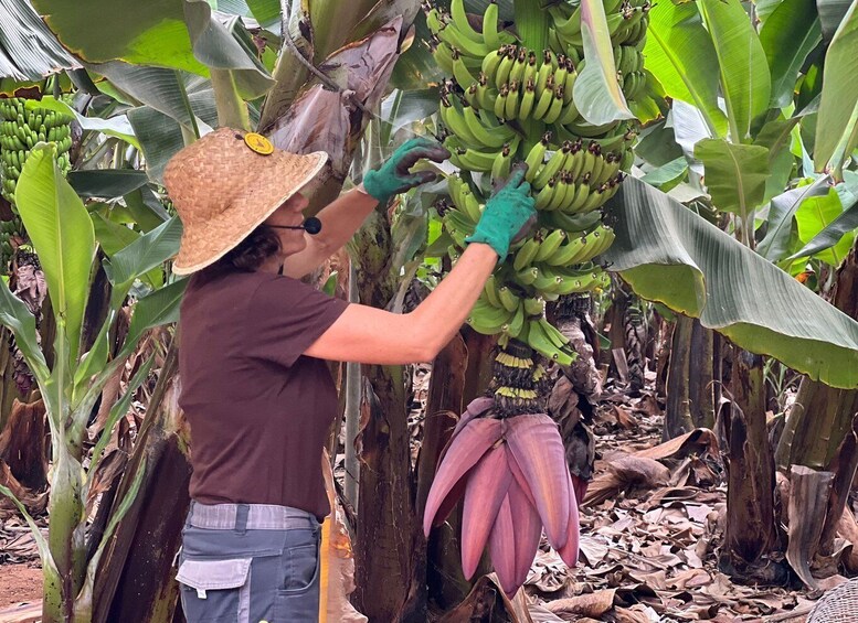 Picture 1 for Activity Tenerife: Finca Las Margaritas Banana Plantation Experience