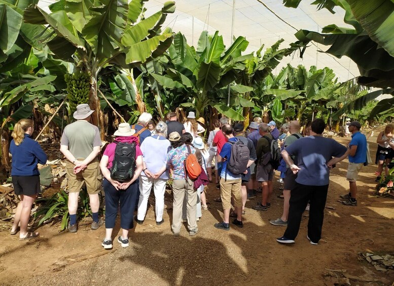 Picture 2 for Activity Tenerife: Finca Las Margaritas Banana Plantation Experience