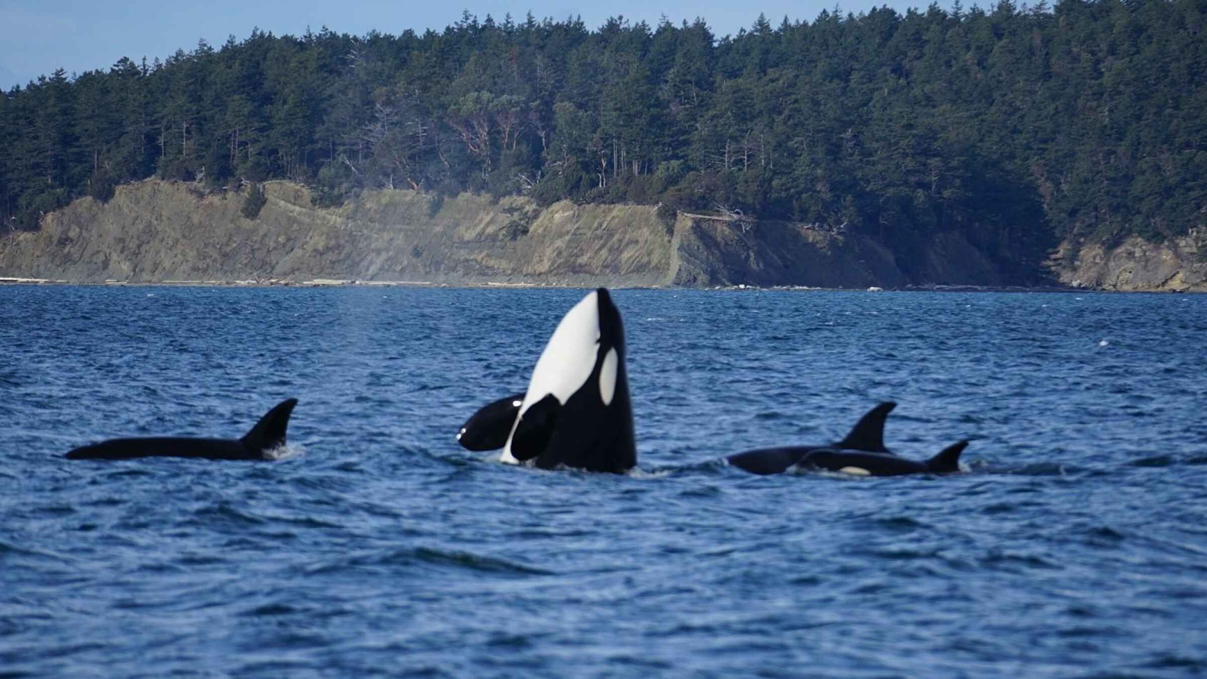 Orcas Island: Orca Whales guaranteed boat tour