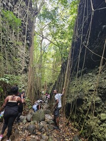 Scenic Rainforest Hike