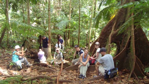 Scenic Rainforest Hike