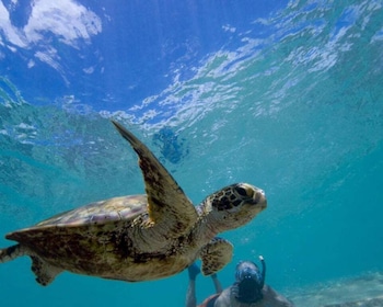 Faire de la plongée avec tuba et nager avec des tortues de mer