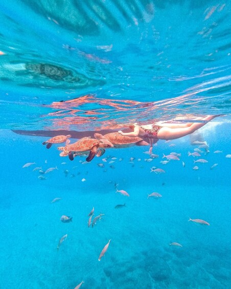 Snorkel and swim with sea turtles