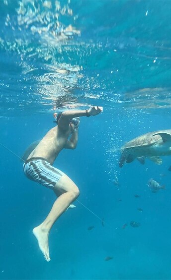 Picture 6 for Activity Snorkel and swim with sea turtles