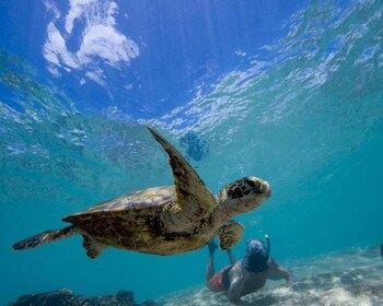 Plongée avec masque et tuba et nage avec les tortues de mer