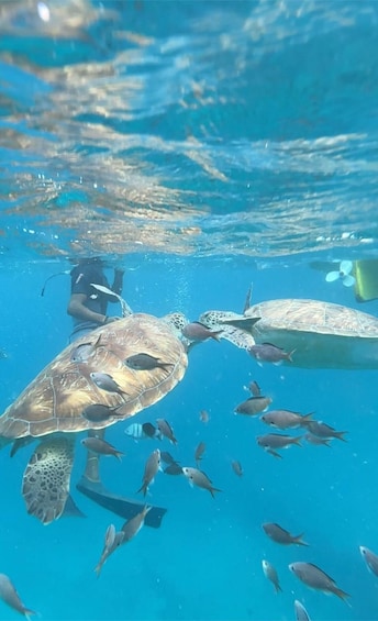 Picture 9 for Activity Snorkel and swim with sea turtles