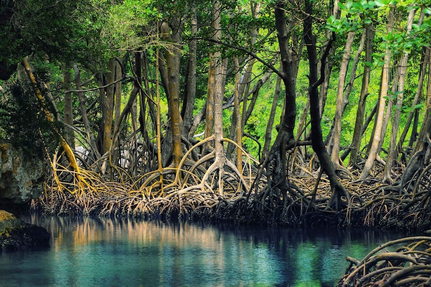 Picture 3 for Activity Los Haitises: Caves, Mangroves, & Rainforest Hike/Boat Tour