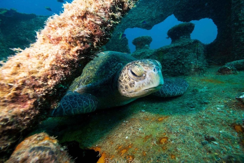 Picture 2 for Activity La Paz: Shipwreck Diving Experience