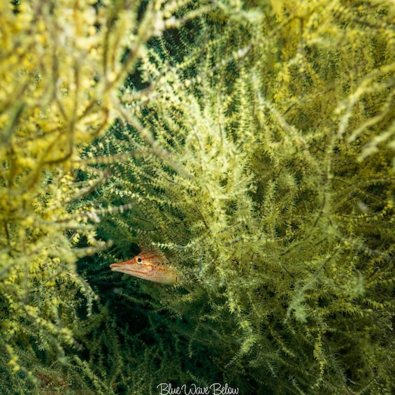 Picture 3 for Activity La Paz: Shipwreck Diving Experience